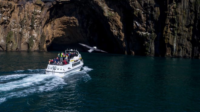 Puffin, island, and volcano boat tour photo 4
