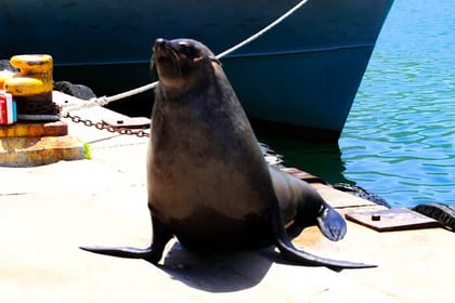 Cape Peninsula Private Tour Include Park Fees