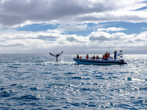 Humpback showing off by one of our RIB boats