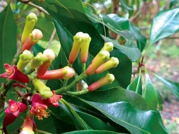 Zanzibar Spice tour with Local Food + Stone Town City Tour