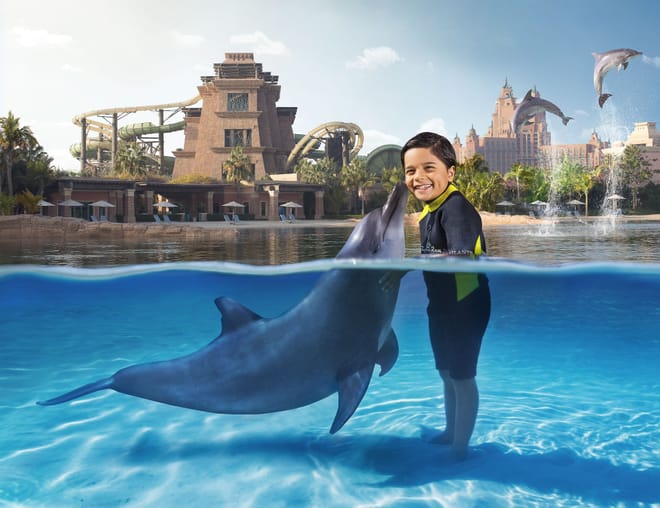 dolphin and seal show