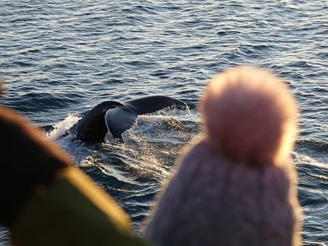 Reykjavík Bay Arctic Rose Whale Watching Excursion, photo 4