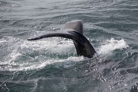 Whale jumping out of the ocean