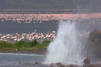 Lake Bogoria hot spring