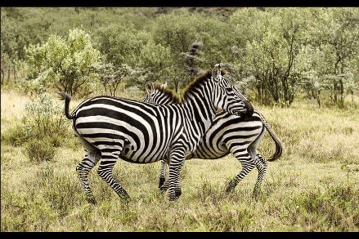 Bangkok Chao Phraya River Sightseeing Boat: A/C Cabin & Scenic Upper Deck + Bonus Day Pass