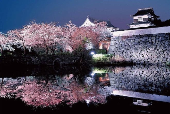 "Fukuoka" castle ruins ( "Yozakura" :night party under cherry trees. View Cherry Blossoms with lighting up)