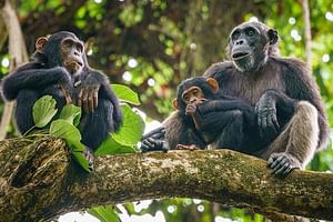 5 Day Gombe and Mahale National Park Chimpanzee Trekking