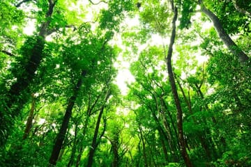 Bird Watching Tour in Colombo and Sri Lanka's Nature Spots