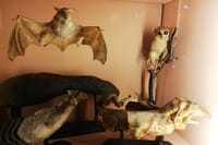 Venice Natural History Museum: Private Tour 10