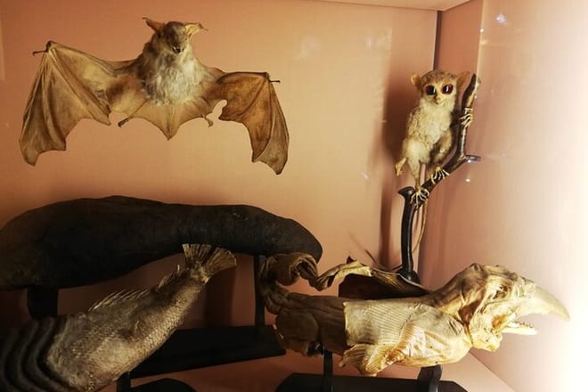 Venice Natural History Museum: Private Tour 10