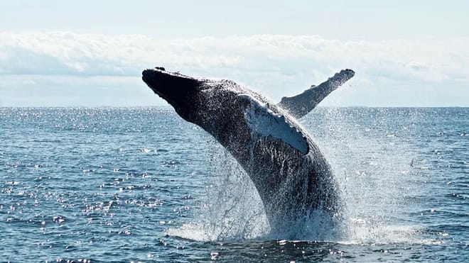  From Tangalla: Mirissa Whale Watching Tour 2