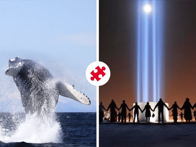 Reykjavík Whales & Imagine Peace Tower