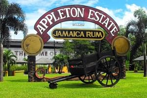 Full Day YS Falls and Appleton Estate Tour from Montego Bay
