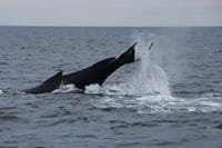 Whales & Auroras 1