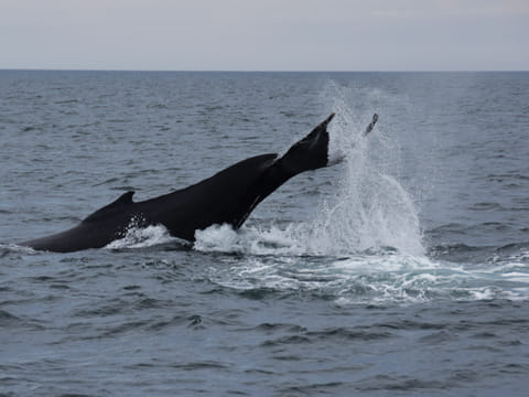 Whales & Auroras, photo 2
