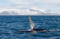 Reykjavík Whales & Buggy 9
