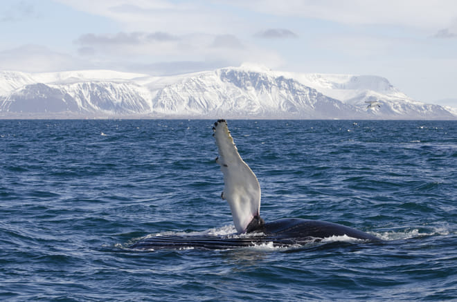 Reykjavík Whales & Buggy 9