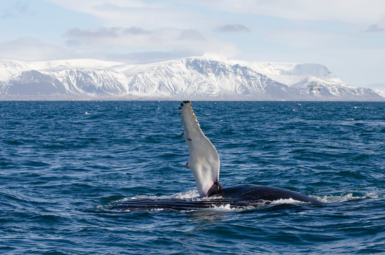 Reykjavík Whales & Buggy 9