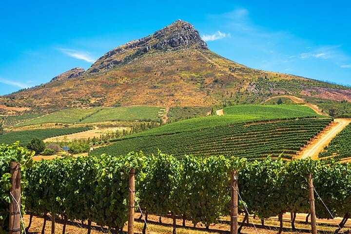 Cape Winelands Private Tour to Stellenbosch and Franschhoek
