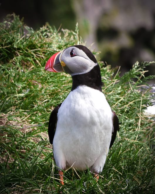 Private Glacier Lagoon, Diamond Beach & South Coast