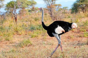 Samburu Luxury Safari Package – 3 Days 2 Nights