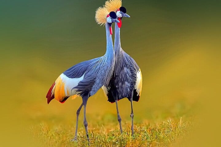 4-Day Birding in Murchison Falls National Park