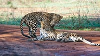 Discover of the Nature in Sri Lanka (07 nights & 08 days) 8