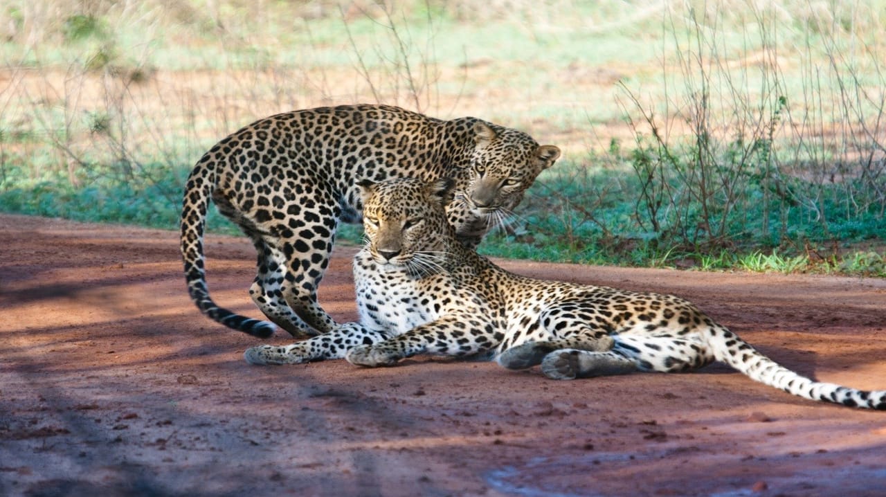 Discover of the Nature in Sri Lanka (07 nights & 08 days) 8