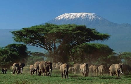 Amboseli National Park and Mount Kilimanjaro View Day Tour
