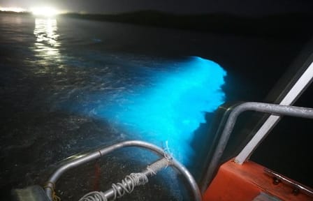 Luminous Lagoon Boat Tour from Montego Bay Hotels