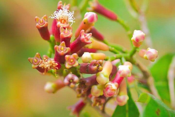 Full day private Zanzibar Jozani Forest Spice Farm with City tour