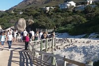 Penguins at Foxy Beach