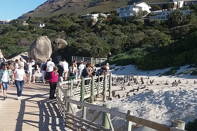 Penguins at Foxy Beach
