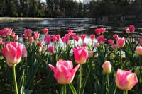 Private Day Tour in Kunming: Flower and Birds Market, Dianchi, Green Lake etc. 1