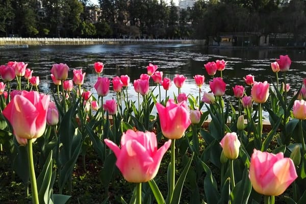 Private Day Tour in Kunming: Flower and Birds Market, Dianchi, Green Lake etc.