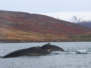 Akureyri Classic Whale Watching, photo 14