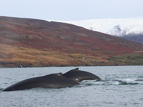 Akureyri Classic Whale Watching, photo 14