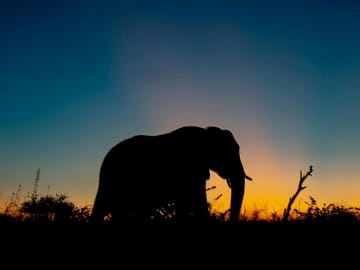 Sunset Safari to Big 5 Game Reserve from Cape Town