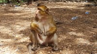 Macaque de Barbarie Middle Atlas