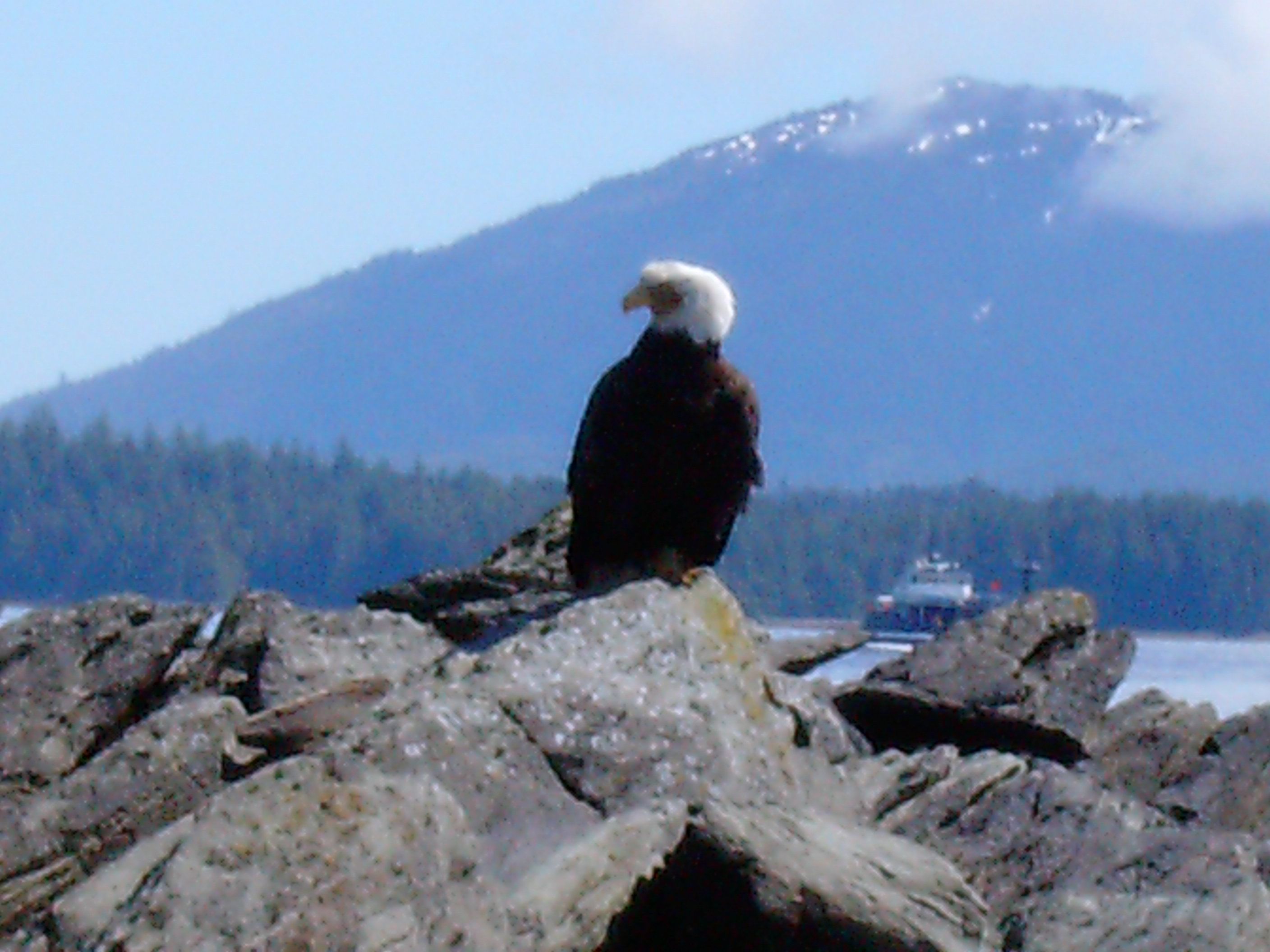 A bald eagle sits on some rocks with a mountain and boat in the background.