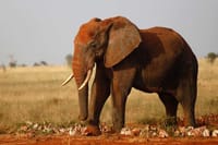 See Big 5 Tsavo West National Park