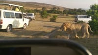 3-Day Maasai Mara Camping Safari 1