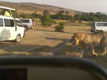 12Days Best of Kenya and Tanzania Wildlife Safari
