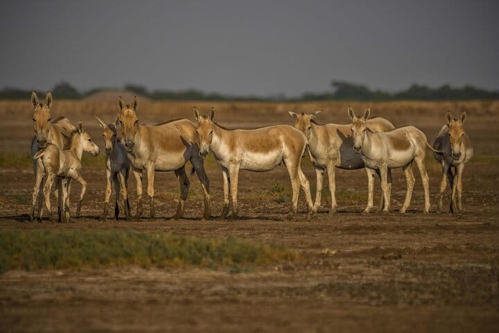 Archaeological & Natural Wonders – Extension Tour from Ahmedabad