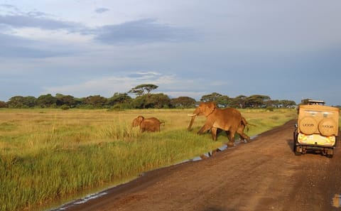 2-Day Private Safari to Amboseli National Park