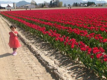 Tulip Festival Tour in Skagit Valley and Deception Pass