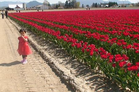 Skagit Valley Tulip Festival & Deception Pass Tour in SUV