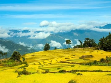 terrace rice fields