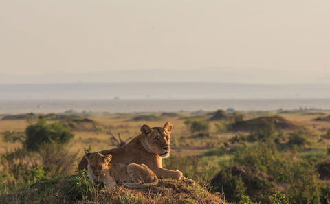 14 days Tanzania & Zanzibar Honeymoon Safari