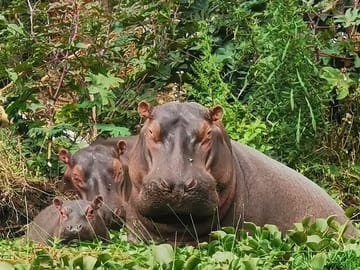 Hippos at lake naivasha.